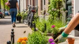 Heerlen krijgt meer groen in centrum met postzegelplantsoenen en geveltuintjes