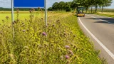 VVD dringt aan op strakker maaibeleid in Dronten vanwege distels en jacobskruiskruid