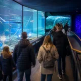 Sea Life Scheveningen heropend na grote verbouwing, maar aquaria nog niet compleet