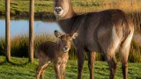 Wildlands verrast door geboorte waterbok: kalfje Diara onverwacht in Emmen