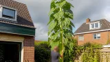 Zesjarige Floris lijkt hoogste zonnebloem van Zuid-Holland te hebben gekweekt