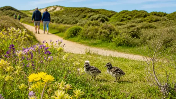Nieuwe natuur in De Zanderij bij Castricum: wandelpaden, zeldzame planten en kievitjonkies