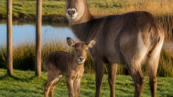 Wildlands verrast door geboorte waterbok: kalfje Diara onverwacht in Emmen