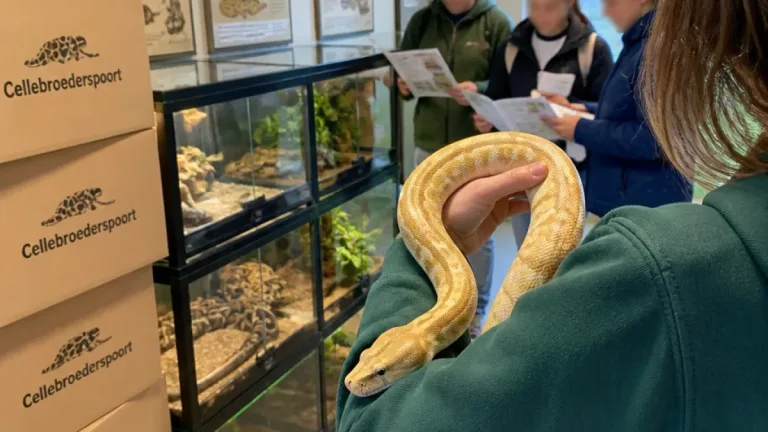 Reptielenopvang Dragon in Dronten benadrukt educatie en opvangrol: 'Elke dag Dag van de Slang'