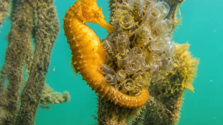 Zeepaardje gespot in Anna Jacobapolder: zomerse piek in onderwaterleven Oosterschelde