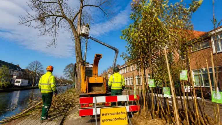 Zieke essen verdwijnen; Alphen aan den Rijn kiest voor diverser groenbeleid